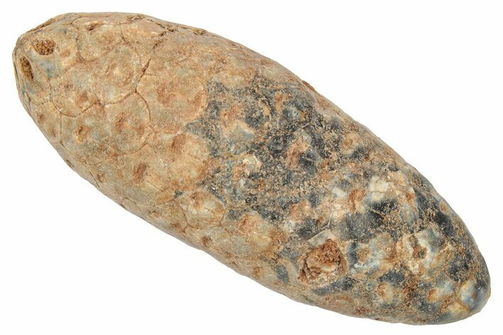 Fossil Cycadophyte Seed Cone - Boujdour, Morocco #346691